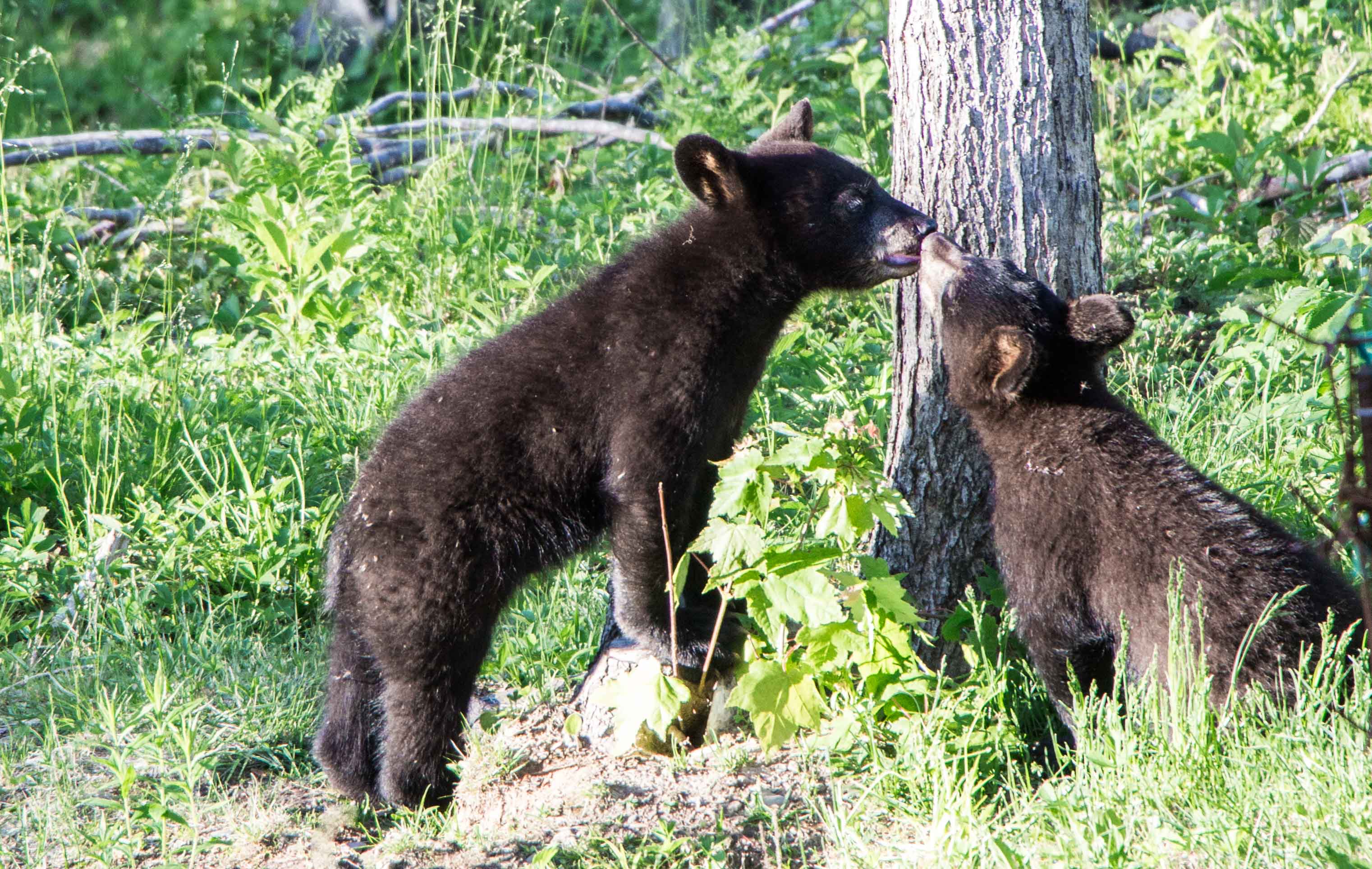observer les ours au Canada en famille